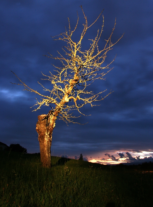 Night tree, Vessy Switzerland.jpg - Night tree